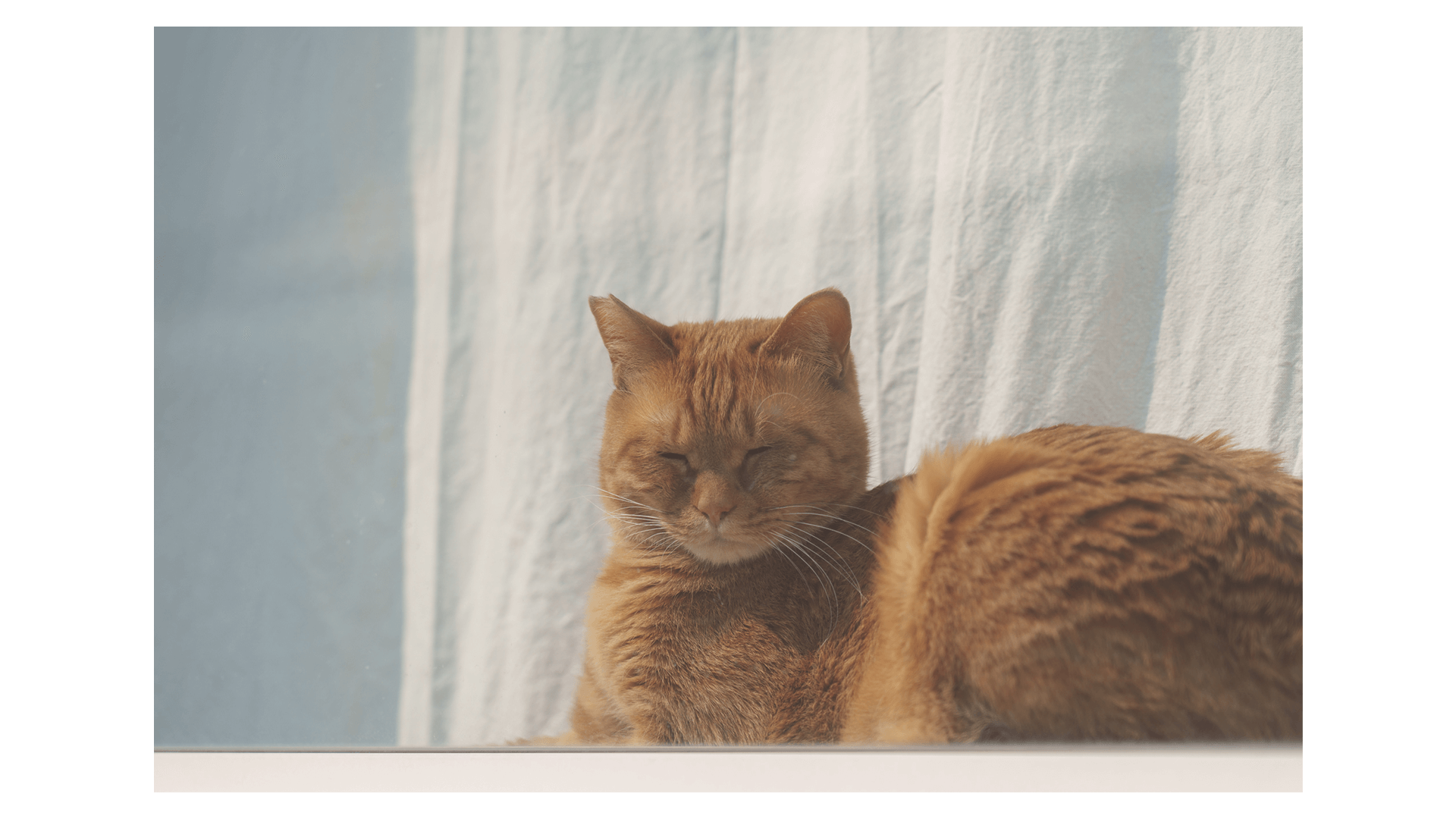 ニャルソック中の猫さん