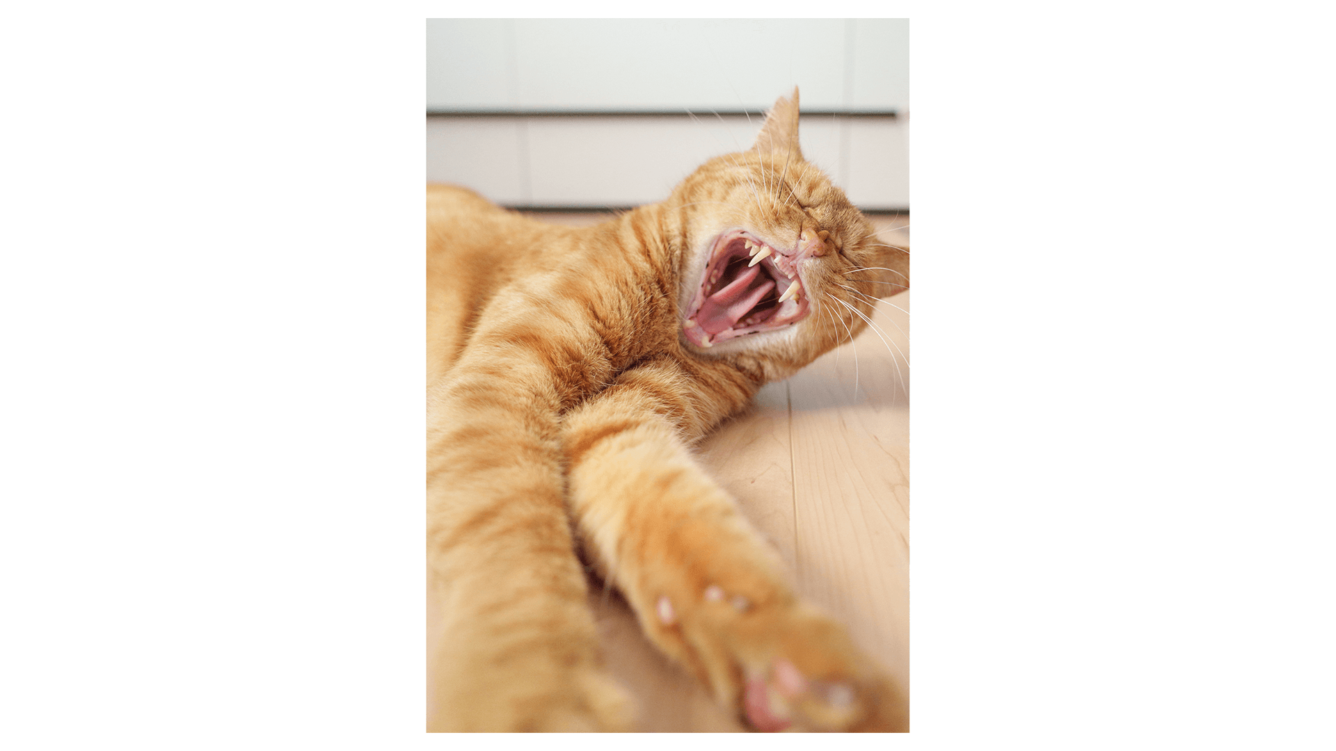 床であくびの猫さん